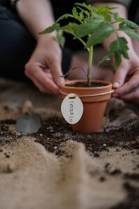 tomato plants